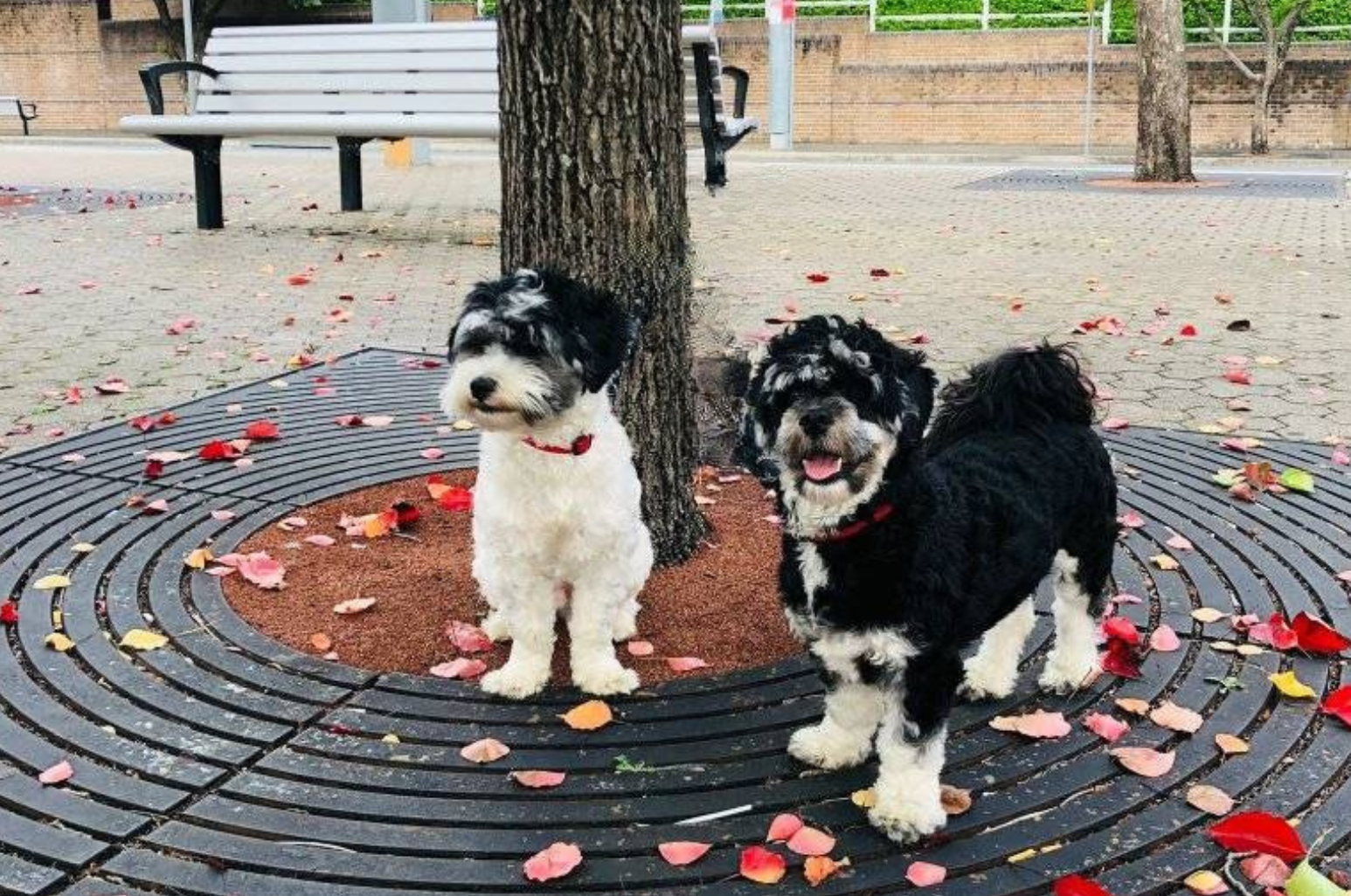Rex and Marley